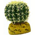 Barrel Cactus - Small ( 7cm Dia)