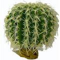 Barrel Cactus - Large ( 13cm  Dia)