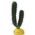 Finger Cactus (20cm High)