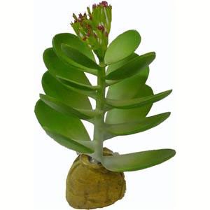 Jade Cactus (17cm High)