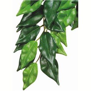 Forest Plant - Ficus - Medium