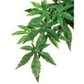 Forest Plant - Abuliton - Medium