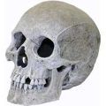 Ornament - Large Human Skull