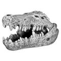 Ornament - Nile Crocodile Skull (Mini)