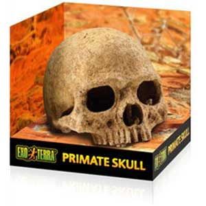 Exo Terra Primate Skull - Large