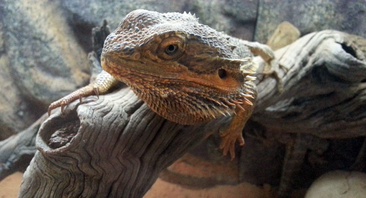 Bearded-Dragon