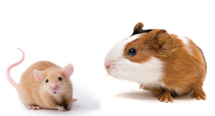 Avico Queensland Pty Ltd – Aquarium, Pet and Reptile Products at Wholesale prices! Avico Queensland Pty Ltd – Aquarium, Pet and Reptile Products at Wholesale prices!